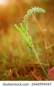 Praying Mantis Mantodea is crawling on the tops of grass leaves. Macro Art Photography