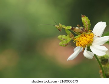 Praying Mantis (Mantodea) On  
Flower