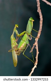 Praying Mantis Mating