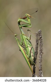 Praying Mantis Mating And Eating