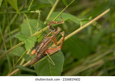 Praying Mantis Mating In The Weeds