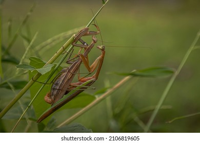 Praying Mantis Mating In The Weeds