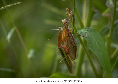 Praying Mantis Mating In The Weeds