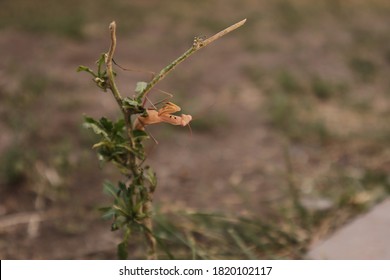 Praying Mantis In The Nature.
Camouflage Praying Mantis
Camouflage Insects
Camouflage Animals
Close Up Praying Mantis
Closeup Praying Mantis
Insects, Insect, Bug, Bugs, Animal, Animals, Wildlife, Wild