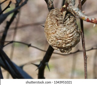 praying mantis nest on a rose bush nest