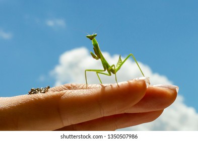 praying mantis on a background