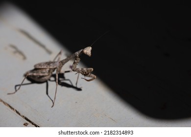 A Praying Mantis On A Country Porch.