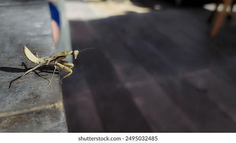 Praying mantis on the end of the table.
