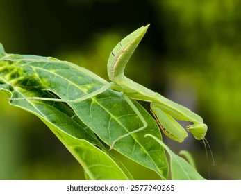 praying mantis on a leaf with a blurred background