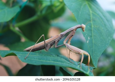 A praying mantis on a pepper plant leaf. This fascinating insect is formidable predator. It has triangular heads poised on a long "neck," or elongated thorax and can turn their heads 180 degrees.  - Shutterstock ID 2096105128