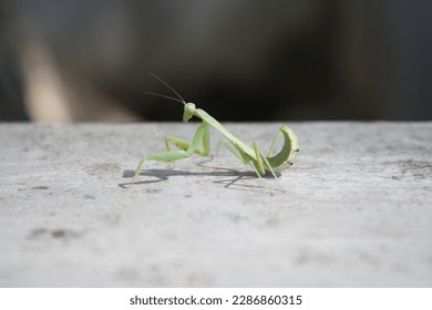 praying mantis on the table