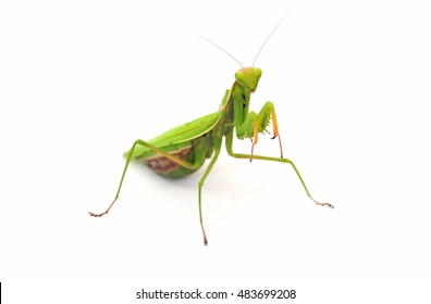 Praying Mantis On White Background