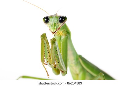 Praying Mantis. On White Background