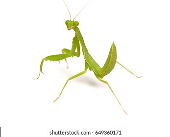 Praying mantis ,on white background.(selective focus)