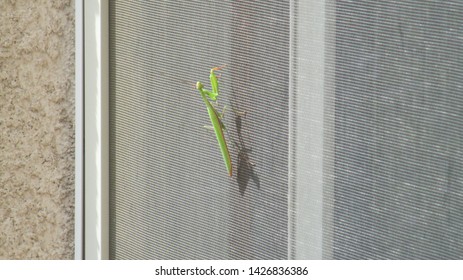 Praying Mantis on window screen                               