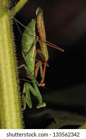 Praying Mantis Pair Mating