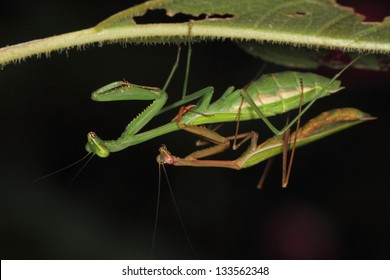 Praying Mantis Pair Mating