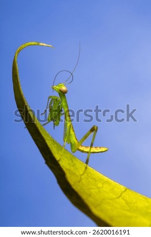 A praying mantis perch on a leaf with blue background