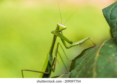 praying mantis in the peruvian Amazon jungle at Madre de Dios Peru