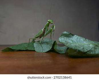 praying mantis posing in front of the camera