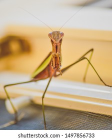 Praying Mantis posing for his close up.