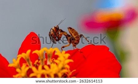A praying mantis preys on a bee. A praying mantis sits on a bright red zinnia flower