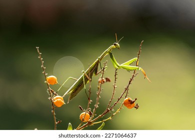 Praying mantis (probably Spondromantis viridis) lurking on a green leaf. sphodromantis viridis Common names African praying mantis, giant African praying mantis