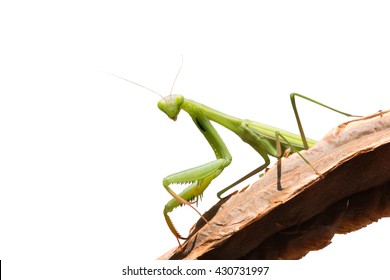 Praying Mantis - Mantis religiosa