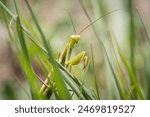 Praying mantis (mantis religiosa) in the grass, France