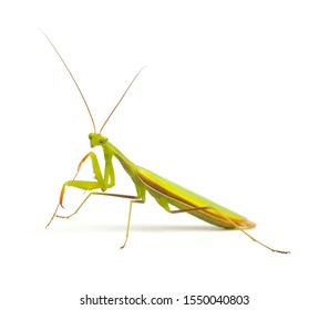 Mantis Isolated On White Background Stock Photo (Edit Now) 1797421510