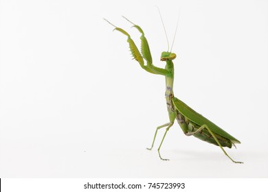 Praying mantis (Mantis religiosa) isolated on white.
