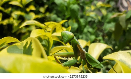 a praying mantis (mantis religiosa) in the leaves is looking at the camera
