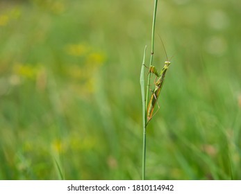 Praying Mantis (Mantis Religiosa) On Blade Of Grass, Insect, Ambush Predator