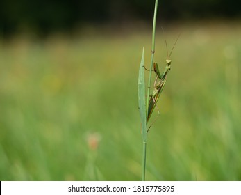 Praying Mantis (Mantis Religiosa) On Blade Of Grass, Insect, Ambush Predator