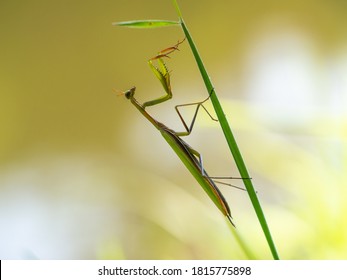 Praying Mantis (Mantis Religiosa) On Blade Of Grass, Insect, Ambush Predator