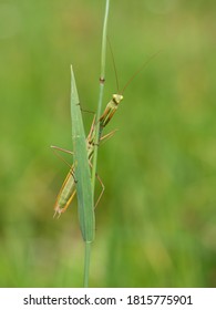 Praying Mantis (Mantis Religiosa) On Blade Of Grass, Insect, Ambush Predator