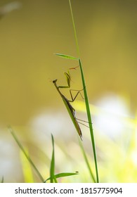 Praying Mantis (Mantis Religiosa) On Blade Of Grass, Insect, Ambush Predator