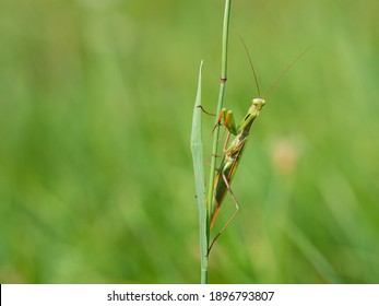 Praying Mantis (Mantis Religiosa) On Blade Of Grass, Insect, Ambush Predator