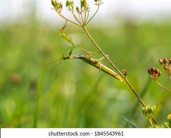 Praying Mantis (Mantis Religiosa) On Green Plant, Insect, Ambush Predator