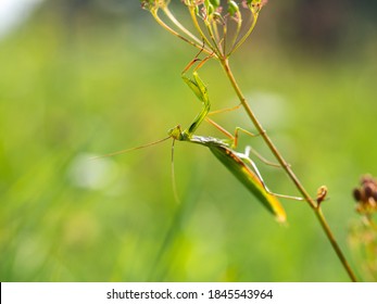 Praying Mantis (Mantis Religiosa) On Green Plant, Insect, Ambush Predator