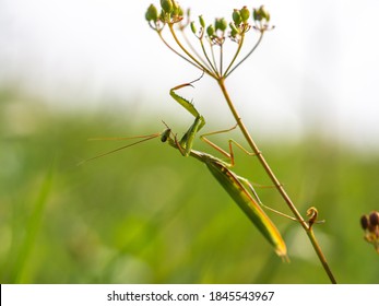 Praying Mantis (Mantis Religiosa) On Green Plant, Insect, Ambush Predator