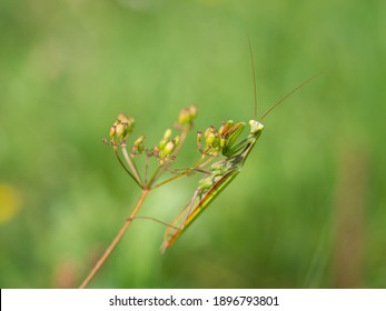 Praying Mantis (Mantis Religiosa) On Green Plant, Insect, Ambush Predator