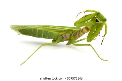 Praying mantis (Mantis religiosa) on white background