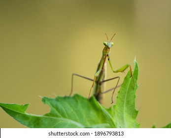 Praying Mantis (Mantis Religiosa) Portrait On Green Leaf, Insect, Ambush Predator