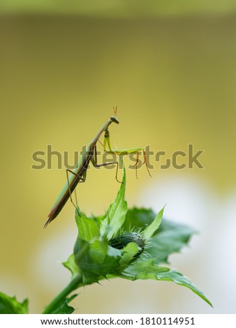 Similar – Image, Stock Photo time for togetherness