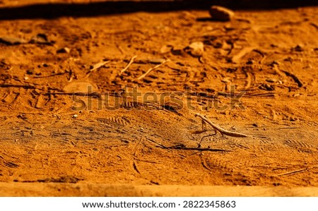 A praying mantis is the same orange colour as the sandy ground on which it rests