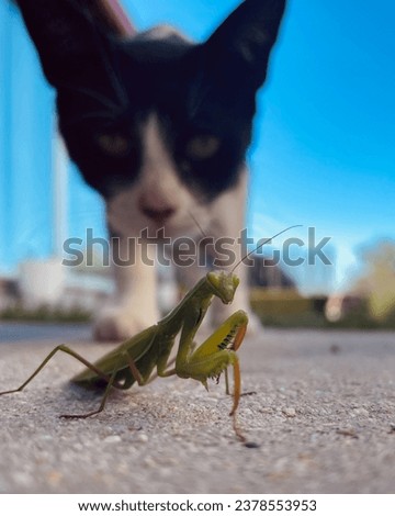 praying mantis seconds before being attacked by a cat
