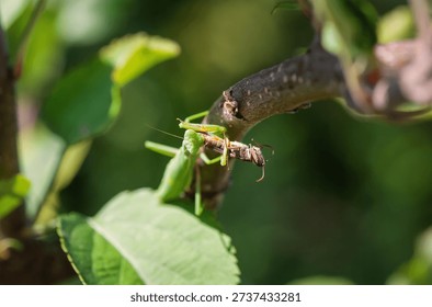 A praying mantis sits on a tree branch and eats an insect.