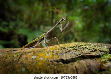 Praying Mantis, Stagmatoptera sp, Yasuni National Park, Amazon, Ecuador. Nice green camouflage green animal from jungle. Mantis in the nature jungle forest habitat. 