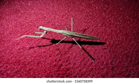 Praying Mantis (Tenodera Aridifolia Sinensis) Walking On The Red Carpet